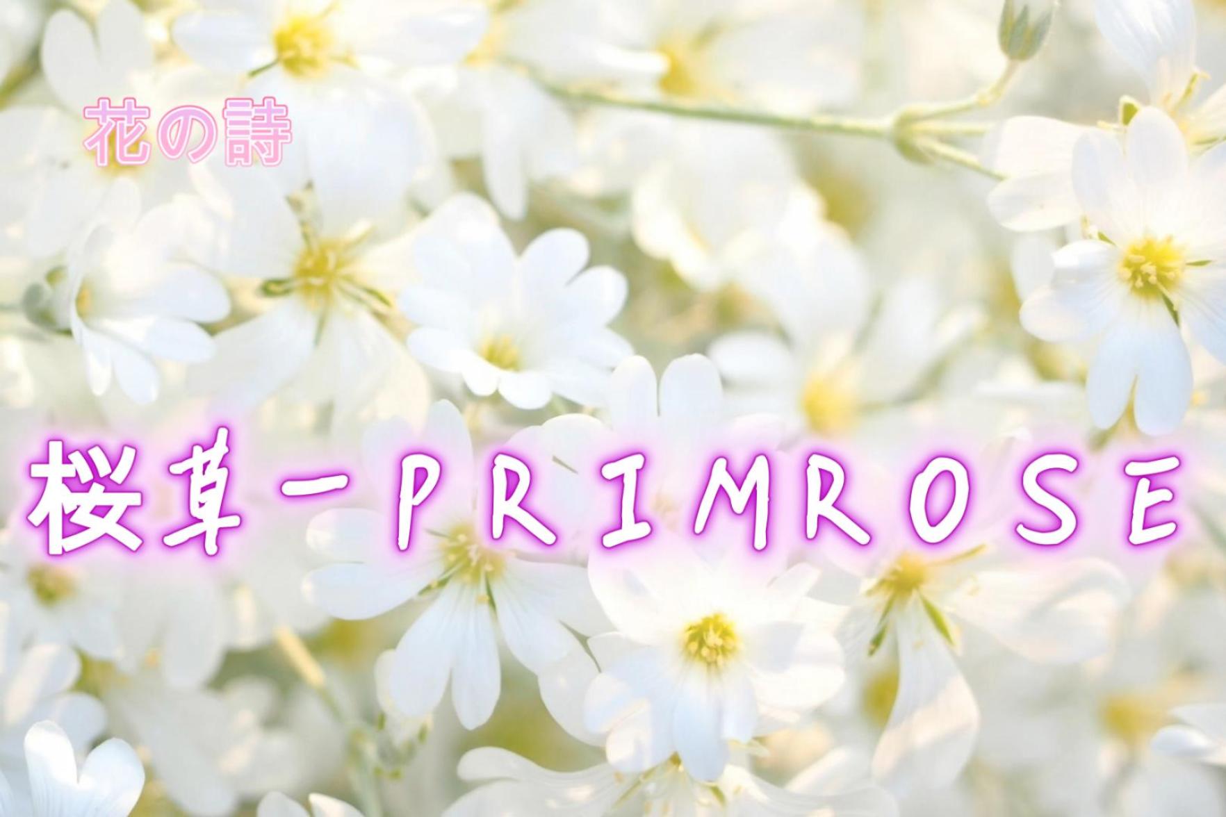 桜草-PRIMROSE-サムネイル